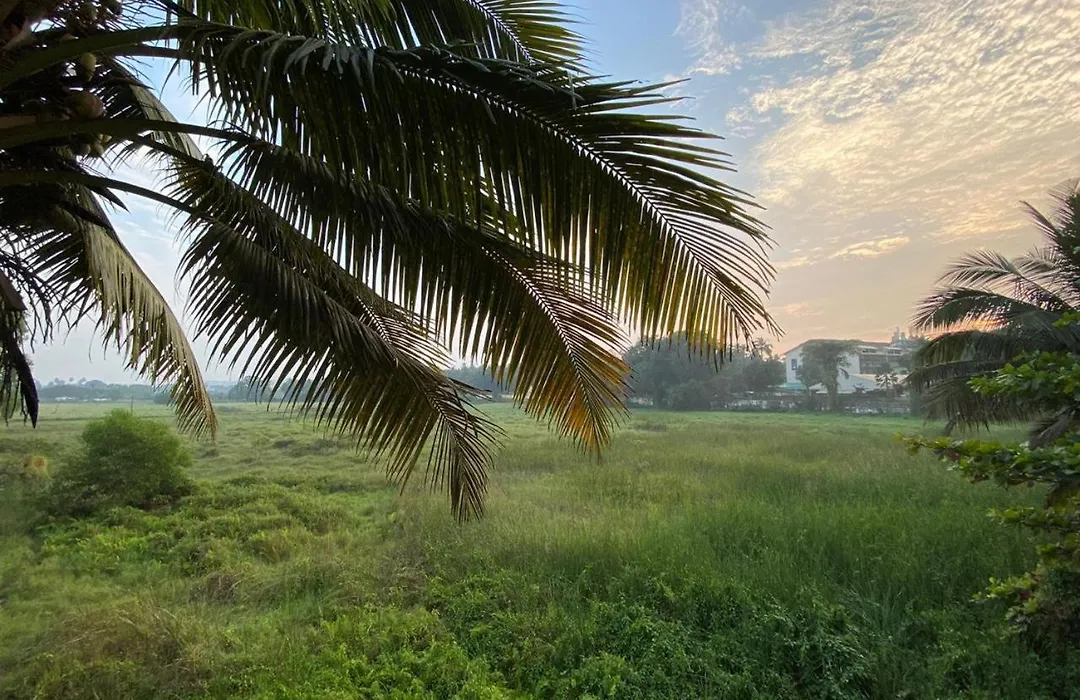 Green Field View-1