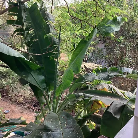 Arambol Guest House-2