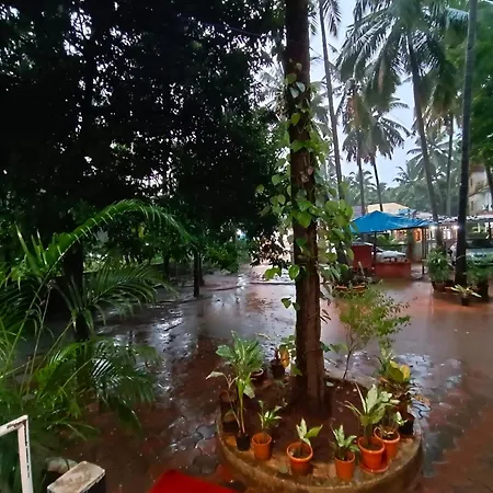 Palm Heaven-2